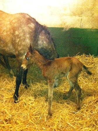 Denise - Bathleyhills Flashlight x Bathleyhills Chocolate Dream - born 25th February 2011