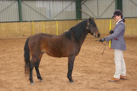 Runnymede Fel-Fel - Caspian Stallion 20 years photo kindly supplied by Louise Graham - Equestrian Life